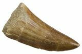 Fossil Mosasaur (Mosasaurus) Tooth - Morocco #353199-1